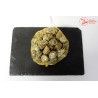 Escargots petits gris x100